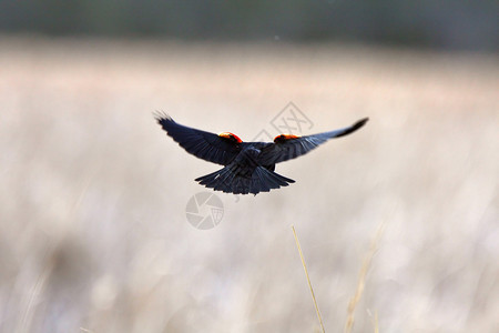 红翼黑鸟在飞行中图片