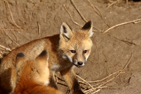 红狐小狗在他们的巢穴外图片