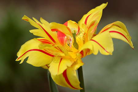 春时黄红条纹花背景图片