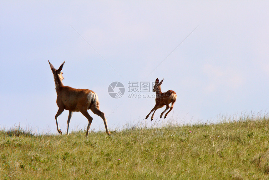 萨斯喀彻温省的骡鹿母鹿和小鹿图片