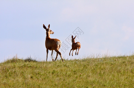 萨斯喀彻温省的骡鹿母鹿和小鹿图片