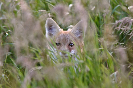 青草覆盖的红狐小狗图片