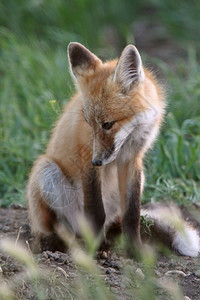 红狐狸在洞穴外的小狗图片