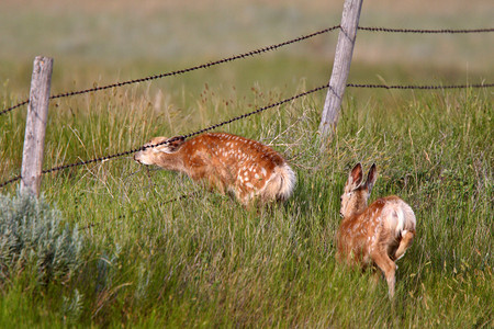 萨斯喀彻温省两只木鹿图片