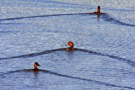 三个红头鸭在路边池塘游泳图片