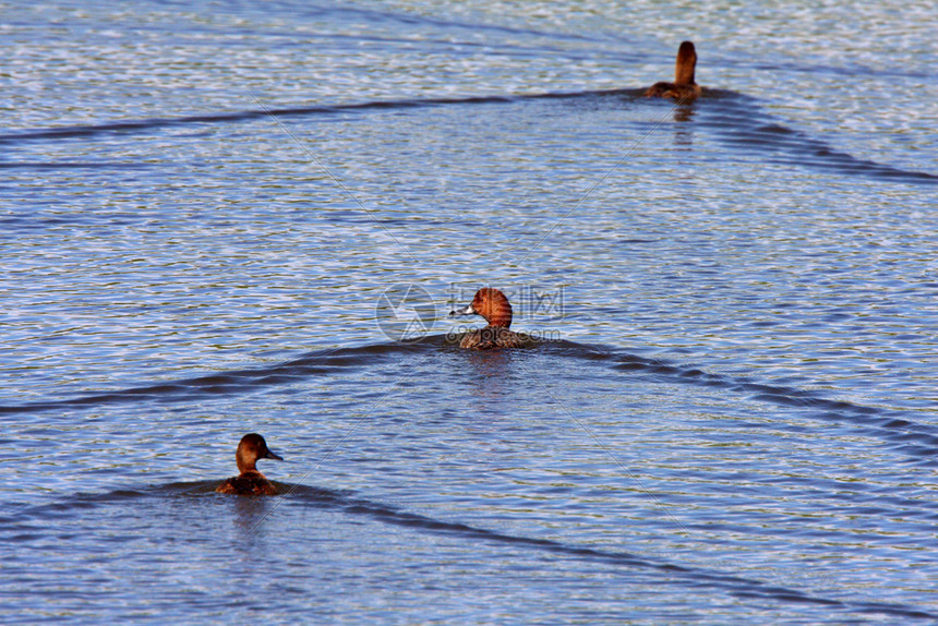 三个红头鸭在路边池塘游泳图片