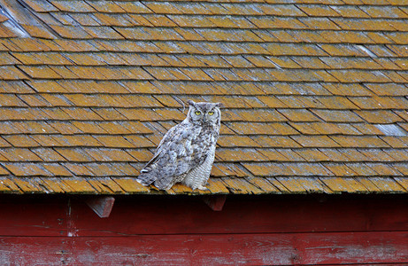 大角猫头鹰在屋顶上初生图片