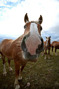 萨斯喀彻温牧场中的灰色马匹图片