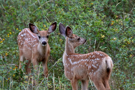 萨斯喀彻温地区的双木鹿图片