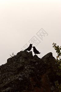 乌鸦在岩石上被抛光图片