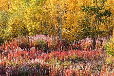 不列颠哥伦比亚省沿公路的棕色秋树木和植物图片