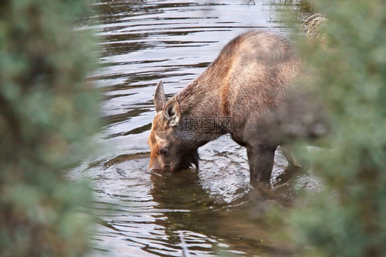 育空地区溪水中饮用牛驼鹿图片