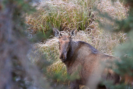 生态奶牛育空地区溪流中的牛驼站立背景