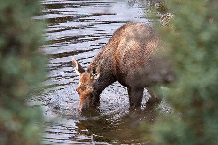 育空地区溪水中饮用牛驼鹿图片