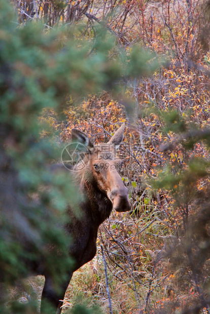 育空野外的牛驼站立在野外