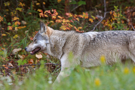 不列颠哥伦比亚省沿森林边缘的灰狼图片