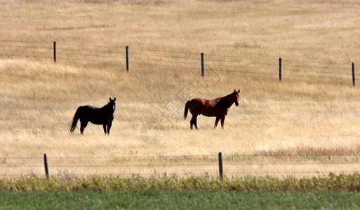 两匹马在牧场里图片
