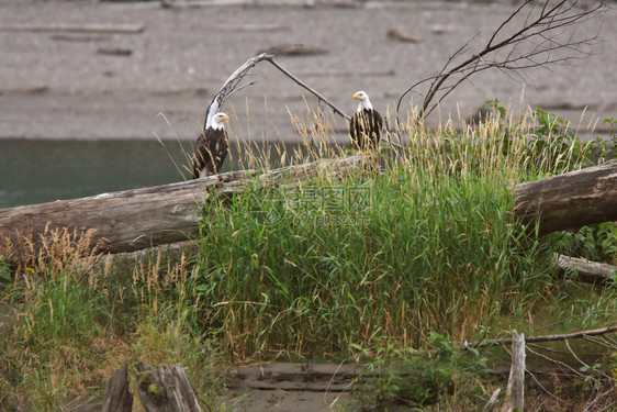在不列颠哥伦比亚省两只秃鹰围在漂浮木上图片