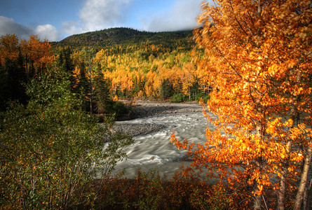不列颠哥伦比亚北部Tanzilla河的秋色图片