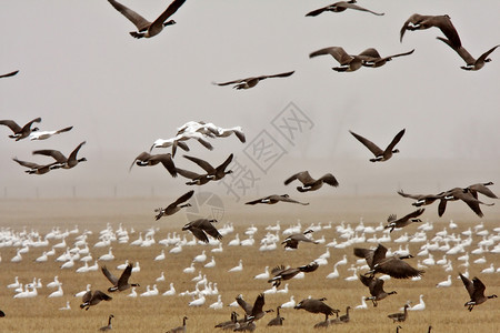 加拿大鹅logo秋季移徙期间的雪和加拿大鹅背景