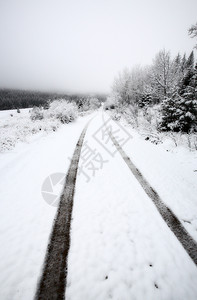 萨斯喀彻温Cypress山的冬季日图片
