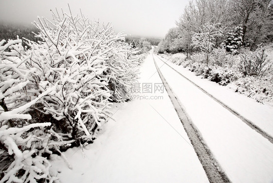 萨斯喀彻温Cypress山的冬季日图片