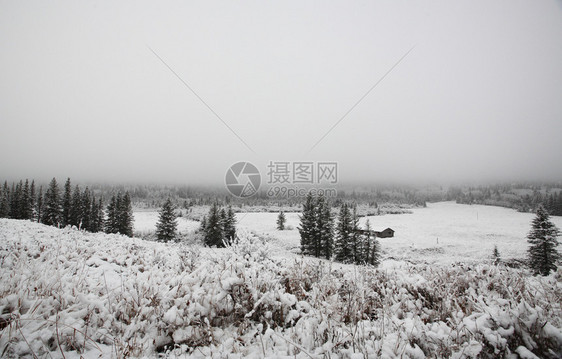 Cypress山大雪和冰雾图片