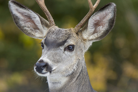 加拿大冬季鹿的野景照片图片