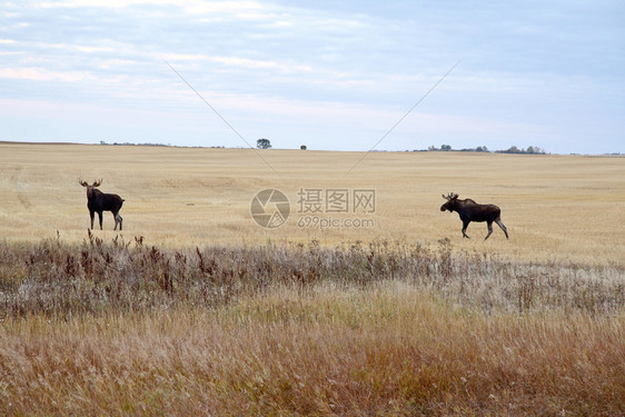 PrairieMoose萨斯喀彻温省加拿大MooseJaw附近两辆公牛图片