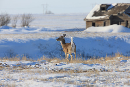 加拿大冬季的白尾鹿图片