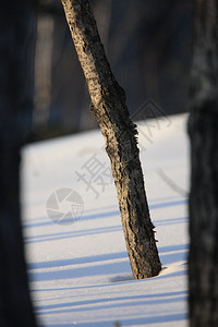 加拿大冬季的树木和雪图片