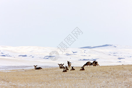 冬季白尾鹿图片