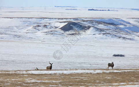 加拿大冬季的麋鹿图片