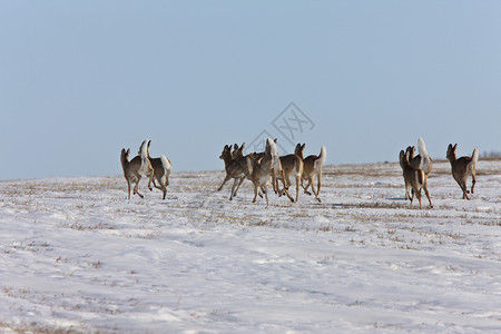 加拿大冬季鹿图片