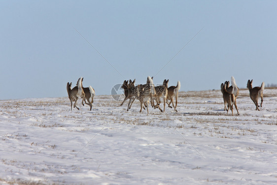 加拿大冬季鹿图片