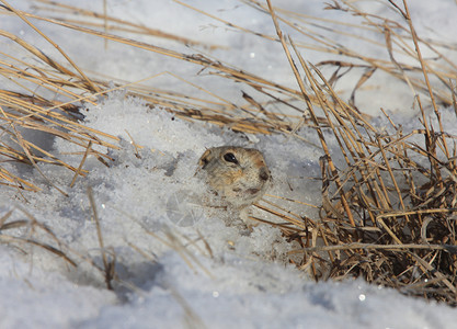 加拿大雪中的PrairieDog图片