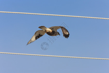 一只大鹰在空中自由的飞翔图片