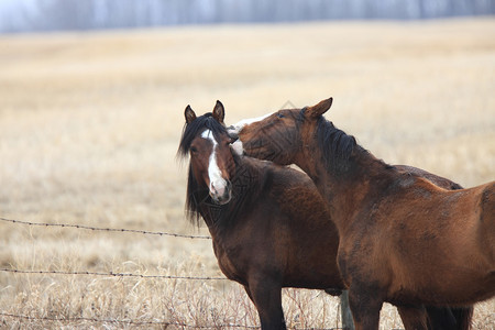 加拿大牧草地的马图片