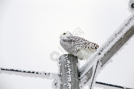 加拿大雪鸮图片