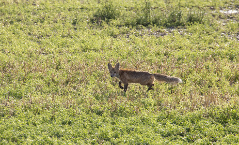 加拿大草原上奔跑的狐狸图片