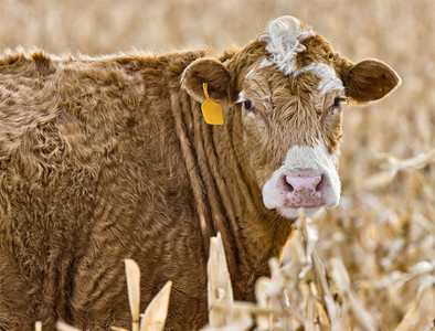 加拿大萨斯喀彻温冬季关闭牛群图片