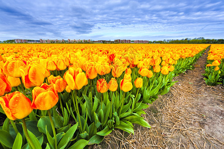 Nethrlands的露天郁金香花田荷兰的春园中各种朵可供出售图片