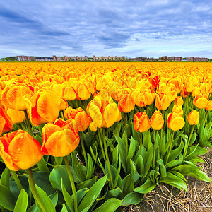Nethrlands的露天郁金香花田荷兰的春园中各种朵可供出售图片