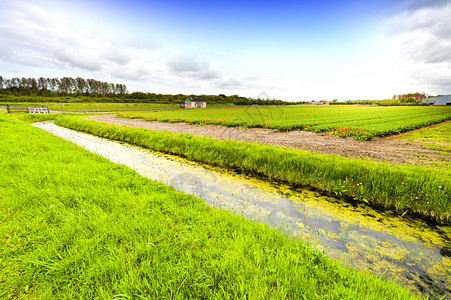 Nethrlands地区开花的郁金田排水渠附近的荷兰泉花园中杂图片
