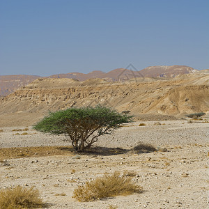 生活在以色列内盖夫沙漠无生命的穷尽中东令人发指的景色和自然质图片