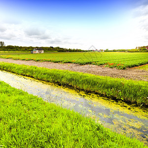 Nethrlands地区开花的郁金田排水渠附近的荷兰泉花园中杂图片