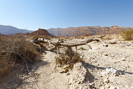 生活在以色列内盖夫沙漠无生命的穷尽中东令人窒息的风景和自然质图片