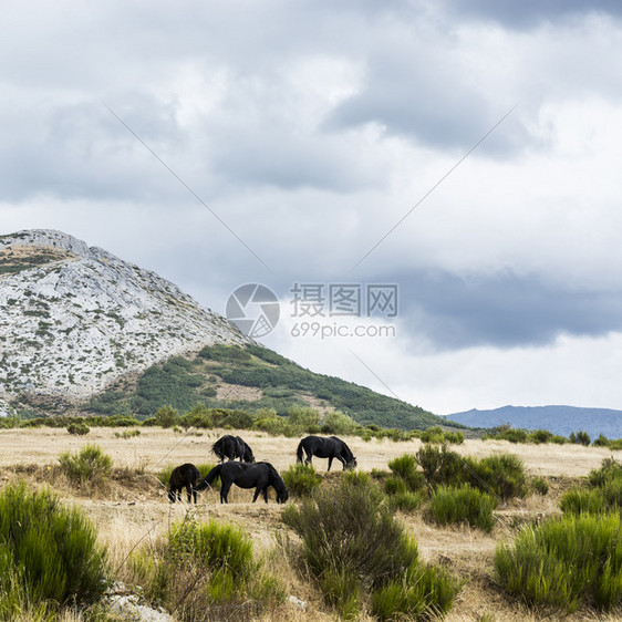 在西班牙美丽的景色中坎塔布里亚山脉的景象在欧洲峰的草地上放牧马图片