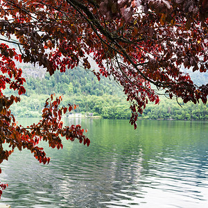 在奥地利Hallstattersee的晨雾和云层上红叶有雨滴你可以看到Hallstatt湖图片