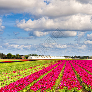 Nethrlands的露天郁金香花田荷兰种植郁金香的温室图片